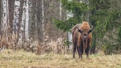 Mazurskie Żubry na zdjęciach Janka Olchówki