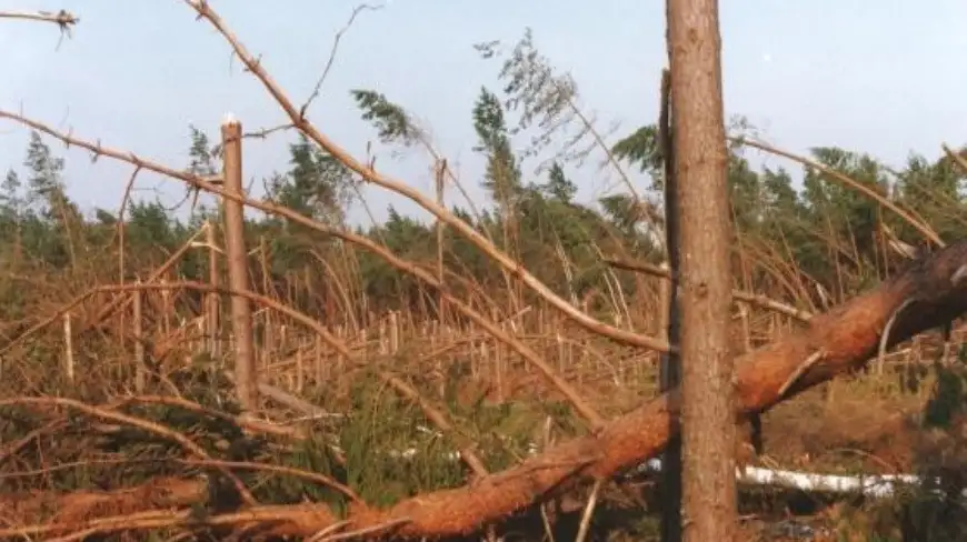 Rocznica huraganu, który spustoszył Puszczę Piską. Będzie specjalna wystawa