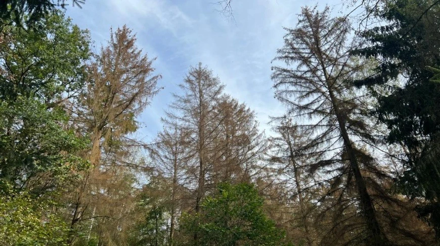 Korniki niszczą drzewa wokół atrakcji turystycznej na Mazurach