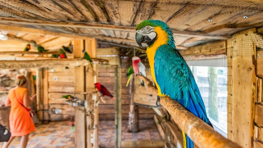 Papugarnia Mazury – kolorowy przystanek podczas majówki