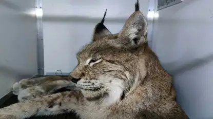 Nowy ośrodek rehabilitacji rysi w Spychowie na Mazurach. Krok w stronę ochrony gatunku 