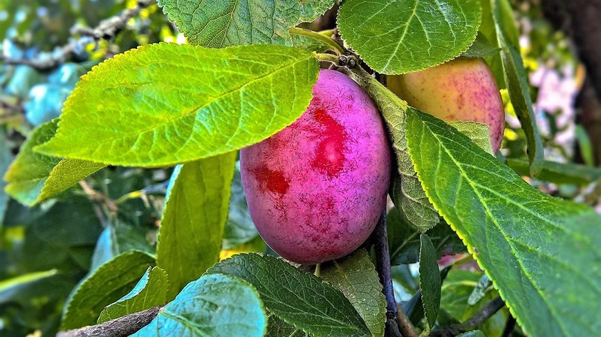 Śliwa w Twoim ogrodzie - wybór odmian, sadzenie i pielęgnacja krok po kroku