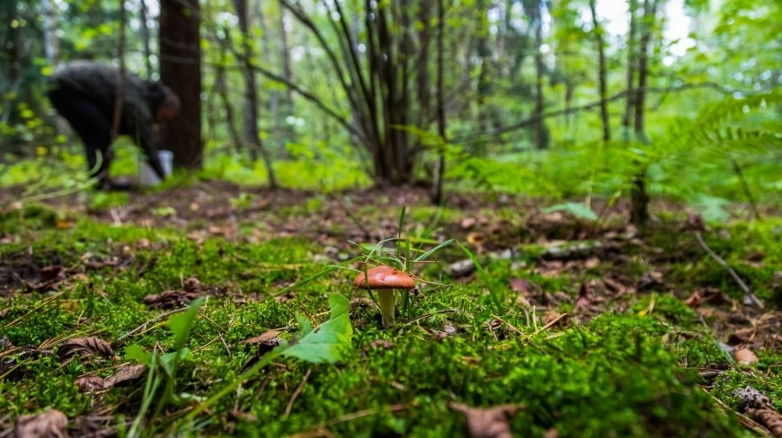 Wybierasz się na grzyby na Mazurach? O tym warto pamiętać