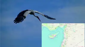 Słynny mazurski bocian – Krutek już rozpoczął powrót na Mazury