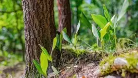 Letni las w okolicach Kruklina, sierpień 2021 r. - zdjęcie 2