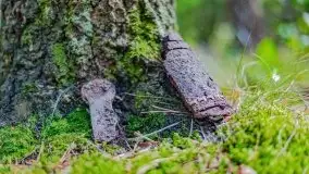 Letni las w okolicach Kruklina, sierpień 2021 r. - zdjęcie 9