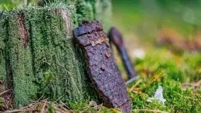 Letni las w okolicach Kruklina, sierpień 2021 r. - zdjęcie 31