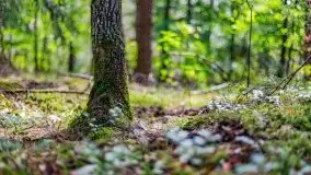 Letni las w okolicach Kruklina, sierpień 2021 r. - zdjęcie 12