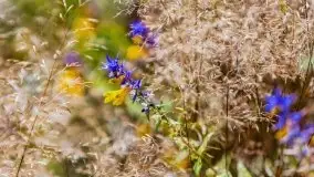 Letni las w okolicach Kruklina, sierpień 2021 r. - zdjęcie 3