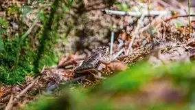 Letni las w okolicach Kruklina, sierpień 2021 r. - zdjęcie 38