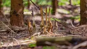 Letni las w okolicach Kruklina, sierpień 2021 r. - zdjęcie 7