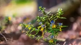 Letni las w okolicach Kruklina, sierpień 2021 r. - zdjęcie 10