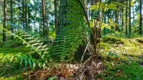 Letni las w okolicach Kruklina, sierpień 2021 r. - zdjęcie 41