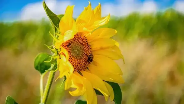 Mazurskie słoneczniki, sierpień 2021 - zdjęcie 10