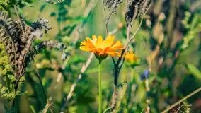 Mazurskie słoneczniki, sierpień 2021 - zdjęcie 24