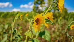 Mazurskie słoneczniki, sierpień 2021 - zdjęcie 26