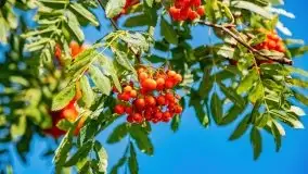 Mazurskie słoneczniki, sierpień 2021 - zdjęcie 13