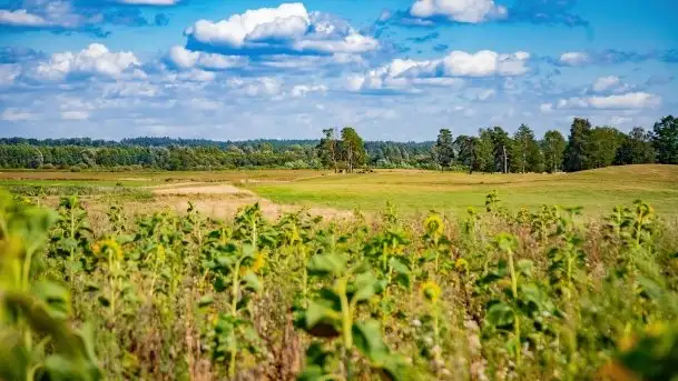 Mazurskie słoneczniki, sierpień 2021 - zdjęcie 11