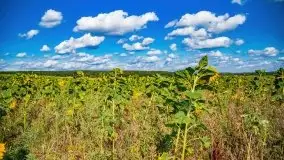 Mazurskie słoneczniki, sierpień 2021 - zdjęcie 17