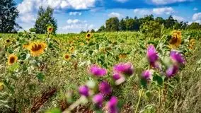 Mazurskie słoneczniki, sierpień 2021 - zdjęcie 21