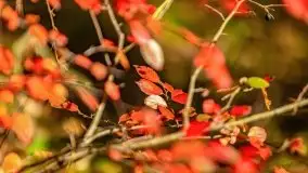 Początki mazurskiej złotej jesieni, październik 2021 r. - zdjęcie 18