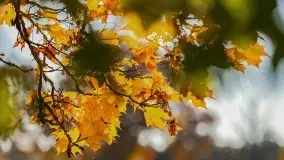 Początki mazurskiej złotej jesieni, październik 2021 r. - zdjęcie 16