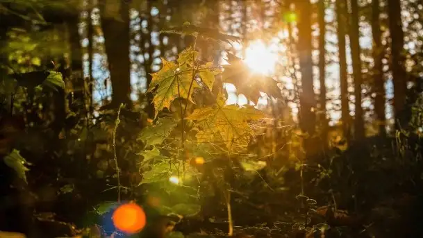 Początki mazurskiej złotej jesieni, październik 2021 r. - zdjęcie 7