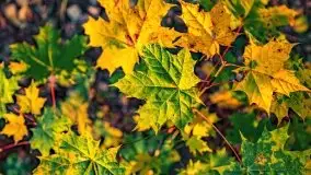 Zachód słońca nad jeziorem Krzywa Kuta - zdjęcie 9