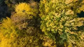 Jesień z lotu ptaka w okolicach jezior Gołdopiwo i Wilkus - zdjęcie 2