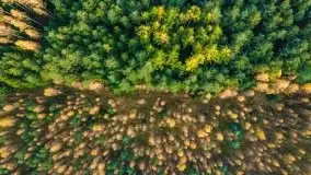 Jesień z lotu ptaka w okolicach jezior Gołdopiwo i Wilkus - zdjęcie 17