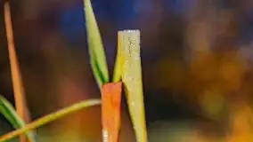 Wschód słońca nad jeziorem Kruklin, październik 2021 r. - zdjęcie 78