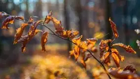 Las miejski w Giżycku pod koniec jesieni, listopad 2021 r. - zdjęcie 4