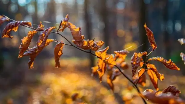 Las miejski w Giżycku pod koniec jesieni, listopad 2021 r. - zdjęcie 4
