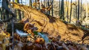 Las miejski w Giżycku pod koniec jesieni, listopad 2021 r. - zdjęcie 57