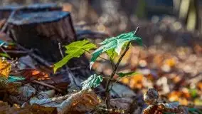 Las miejski w Giżycku pod koniec jesieni, listopad 2021 r. - zdjęcie 30