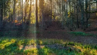 Las miejski w Giżycku pod koniec jesieni, listopad 2021 r.