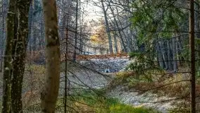 Las miejski w Giżycku pod koniec jesieni, listopad 2021 r. - zdjęcie 10