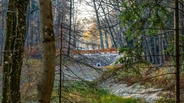 Las miejski w Giżycku pod koniec jesieni, listopad 2021 r. - zdjęcie 10