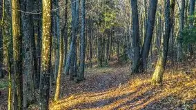 Las miejski w Giżycku pod koniec jesieni, listopad 2021 r. - zdjęcie 36