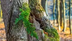 Las miejski w Giżycku pod koniec jesieni, listopad 2021 r. - zdjęcie 40