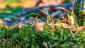 Las miejski w Giżycku pod koniec jesieni, listopad 2021 r. - zdjęcie 43