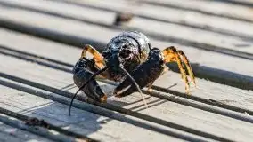 Fotorelacja z sprzątania dna w Ekomarinie Giżycko - zdjęcie 65