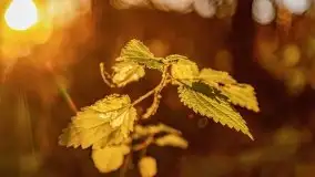 Zachód słońca nad jeziorem Tajty, widoczny z Pięknej Góry - zdjęcie 27