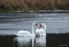 Miłośnicy Mazur - Łabędź niemy na zdjęciach Grzegorza Zawrotnego - zdjęcie 6