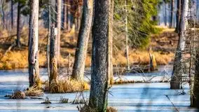 Przedwiośnie 2021 w lesie niedaleko Szczybałów Giżyckich - zdjęcie 1