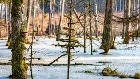 Przedwiośnie 2021 w lesie niedaleko Szczybałów Giżyckich - zdjęcie 20