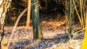 Przedwiośnie 2021 w lesie niedaleko Szczybałów Giżyckich - zdjęcie 3