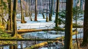 Przedwiośnie 2021 w lesie niedaleko Szczybałów Giżyckich - zdjęcie 24