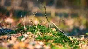 Przedwiośnie 2021 w lesie niedaleko Szczybałów Giżyckich - zdjęcie 17