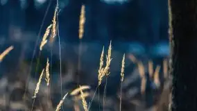 Przedwiośnie 2021 w lesie niedaleko Szczybałów Giżyckich - zdjęcie 5